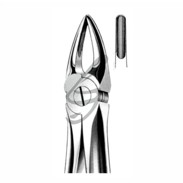 Zahnzange Fig 29 – Soligs, Extraction Forceps