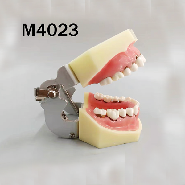 Periodontal Model
