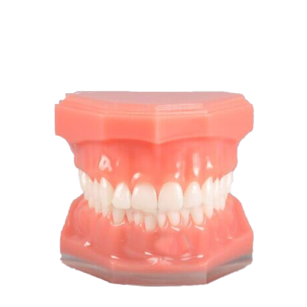 Modell in Originalgröße – Stück – THOMSEN DENTAL PTY LTD, Sonstige Geräte & Technik