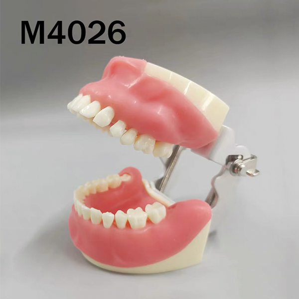 Trainingsmodell für Oralchirurgie