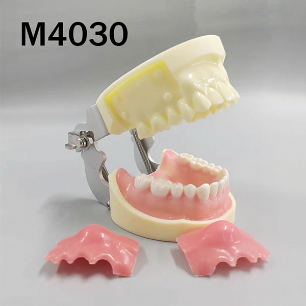 Übungsmodell zur Eiterentfernung – THOMSEN DENTAL PTY LTD, Demomodelle