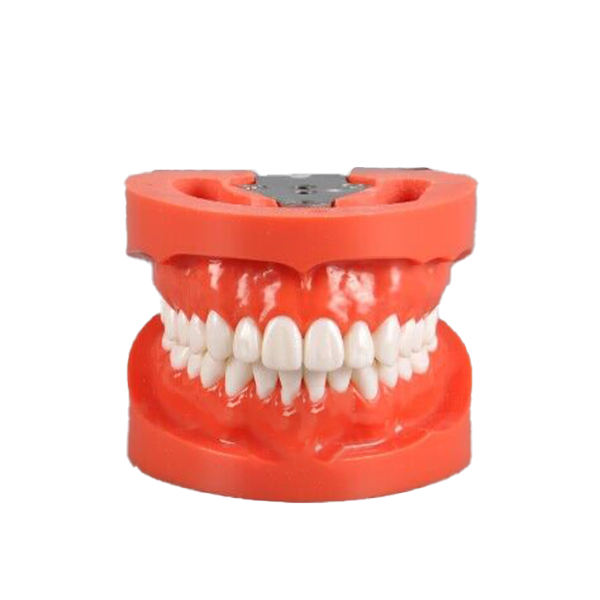 Modèle standard avec 28 dents à visser – THOMSEN DENTAL PTY LTD, Autres équipements et technologies