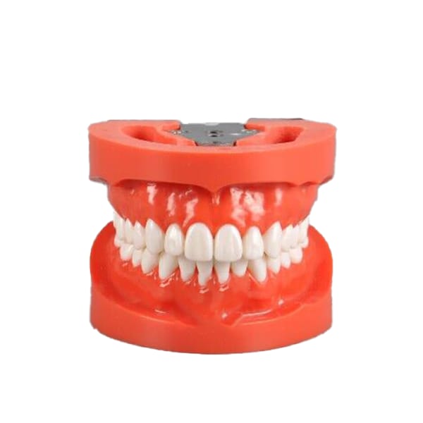 Standard Model with 28 Screw-in Teeth – THOMSEN DENTAL PTY LTD, Gypsum Additives, Die Hardeners and Plaster Removers