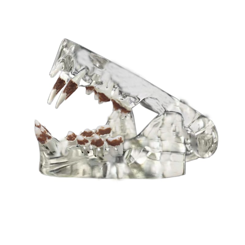 Crystal Clear Cat Dental Model with Tartar - Ideal for Veterinary Education and Student Practice AWT-M2 – FOSHAN JINGLE MEDICAL EQUIPMENT CO.,LTD., Demonstration Models