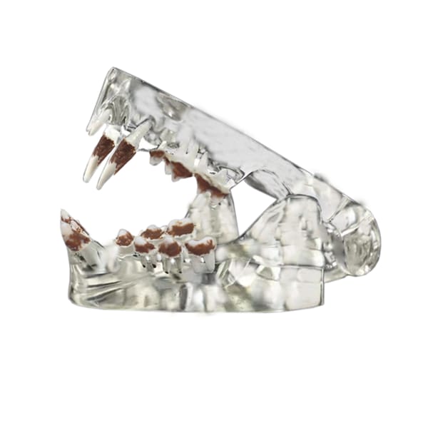 Crystal Clear Cat Dental Model with Tartar - Ideal for Veterinary Education and Student Practice AWT-M2