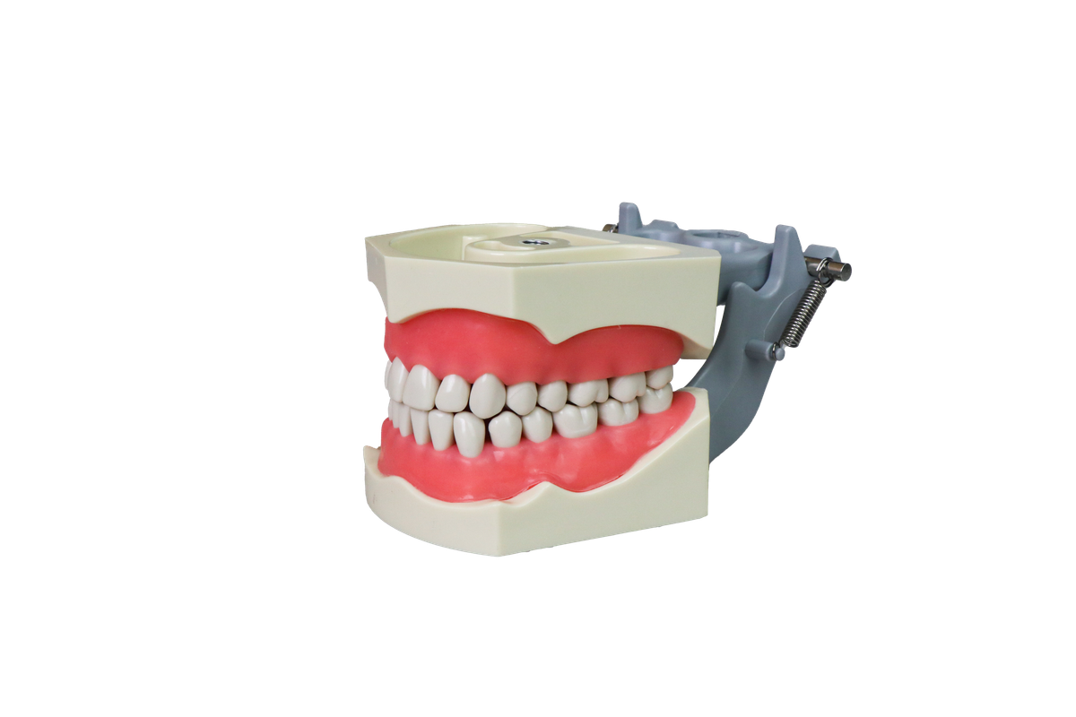 Standard Euro Dental Model(FE Compatible) JG-Y5-C – FOSHAN JINGLE MEDICAL EQUIPMENT CO.,LTD., Demonstration Models