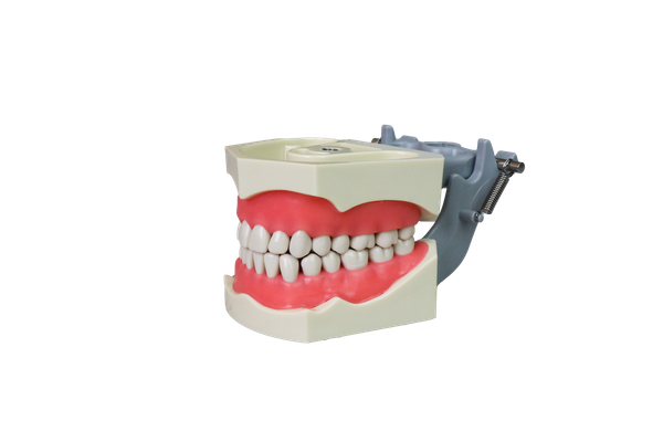Standard Euro Dental Model(FE Compatible) JG-Y5-C