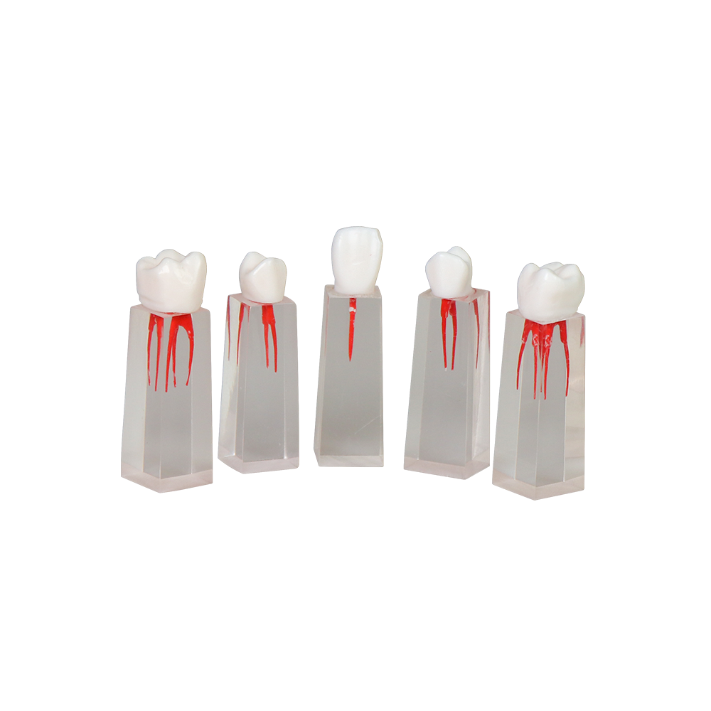 Root Canal Block JG-YS3 – FOSHAN JINGLE MEDICAL EQUIPMENT CO.,LTD., Demonstration Models