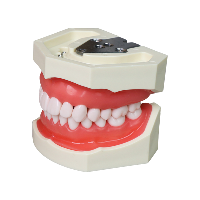 AsiaSoft Anatomical Tooth Model (DP & FE Articulator Compatible) JG-Y1 – FOSHAN JINGLE MEDICAL EQUIPMENT CO.,LTD., Demonstration Models