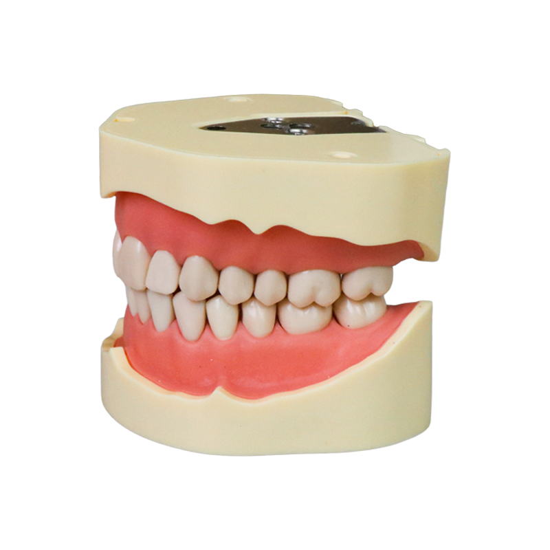 EuroSoft Anatomical Tooth Model with Soft Gums JG-Y2 – FOSHAN JINGLE MEDICAL EQUIPMENT CO.,LTD., Demonstration Models