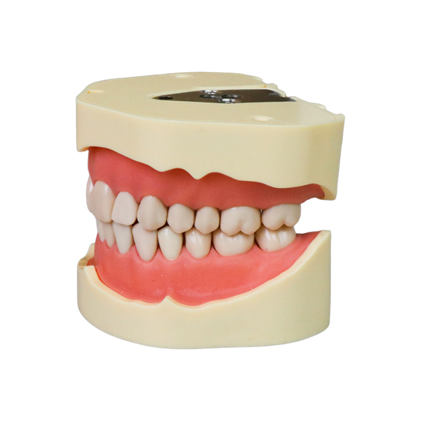EuroSoft Anatomical Tooth Model with Soft Gums JG-Y2