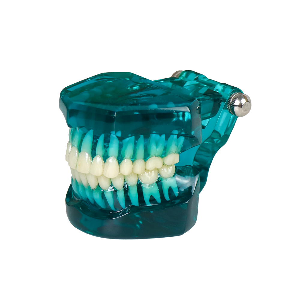Transparent Standard Dental Model – 28 Teeth with Roots for Patient Communication JG-YSM-B – FOSHAN JINGLE MEDICAL EQUIPMENT CO.,LTD., Demonstration Models
