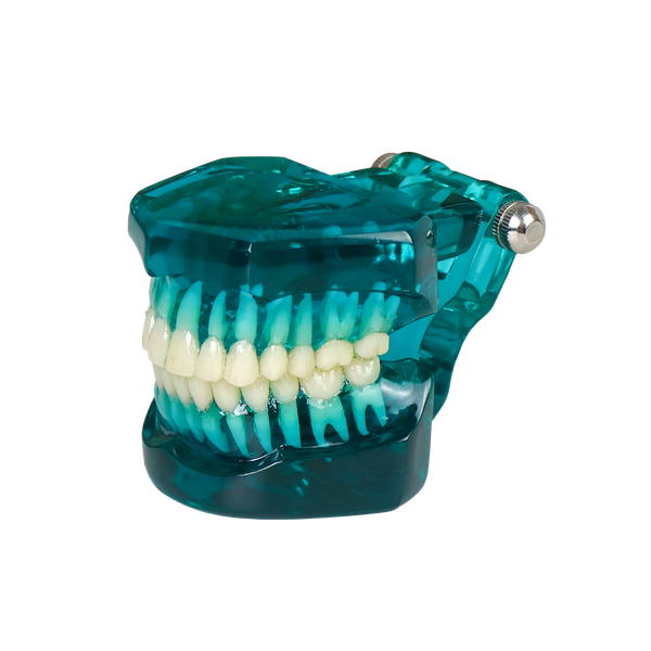 Transparent Standard Dental Model – 28 Teeth with Roots for Patient Communication JG-YSM-B
