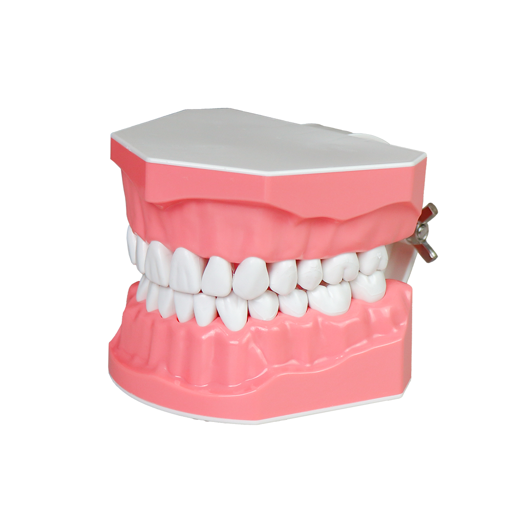 Tooth Brush Model JG-YS-2T-2 – FOSHAN JINGLE MEDICAL EQUIPMENT CO.,LTD., Demonstration Models