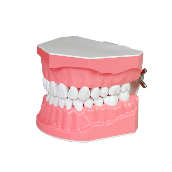 Tooth Brush Model JG-YS-2T-2