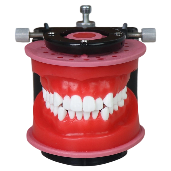 Orthodontic Wax Model with Articulator JG-Y7