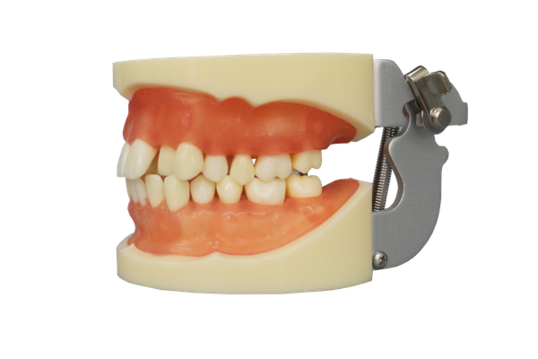 Tooth Extraction Model JG-Y9 – 28pcs with Extractable Teeth for Dental Training