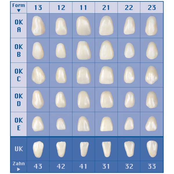 Wax Veneers Form 11C, 10 St