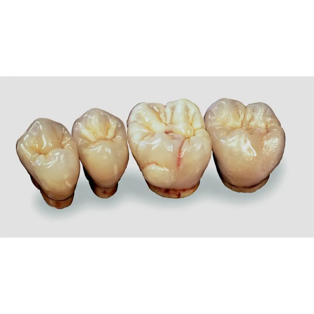Nachfüllpackung Real Art Sculpturing Wachs – Helldentin transparent, 2 x 8 g – al dente Dentalprodukte, Wachse