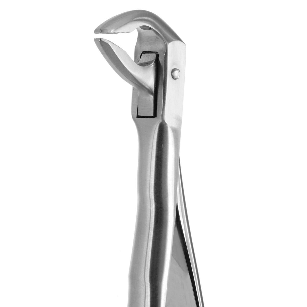 TOOTH FORCEPS BLADE BEAKS N.74 612430 – Coricama srl, Extraction Forceps