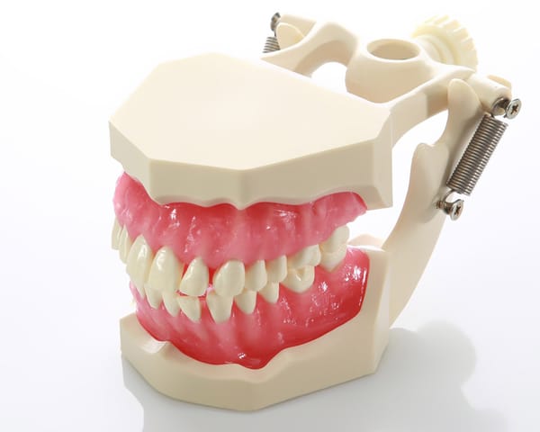 DM04 Demonstrations-Kiefermodell für Dentalhygiene
