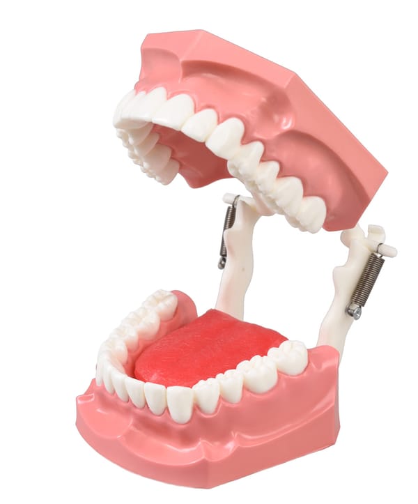 DM11 Demonstrations-Kiefermodell für Dentalhygiene