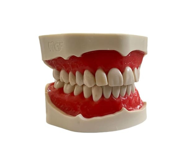Modello 28 denti con gengive e denti fissati a vite