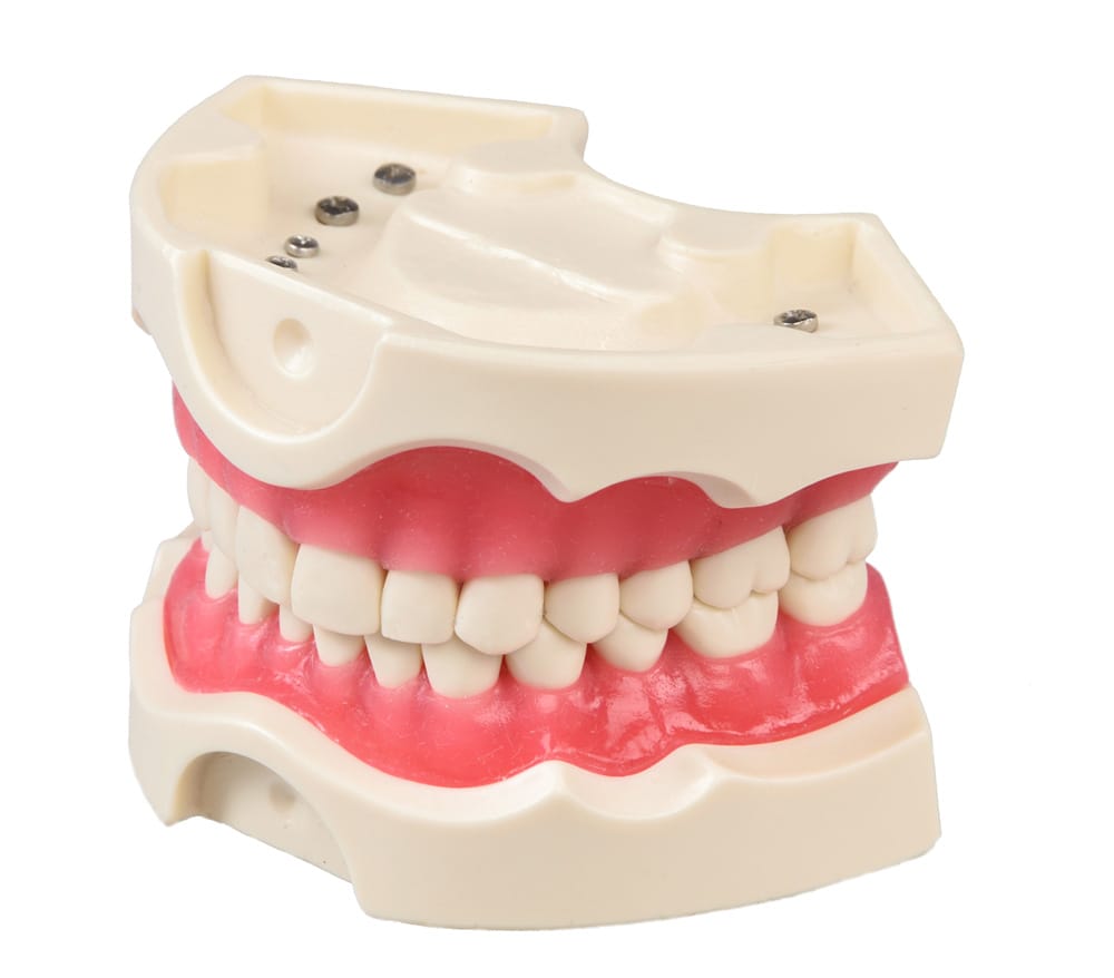 Modell 28 Zähne aus Hartkunststoff – GF Dental di Ficuciello Antonino, Gipszusätze, Stumpflacke und Gipslöser