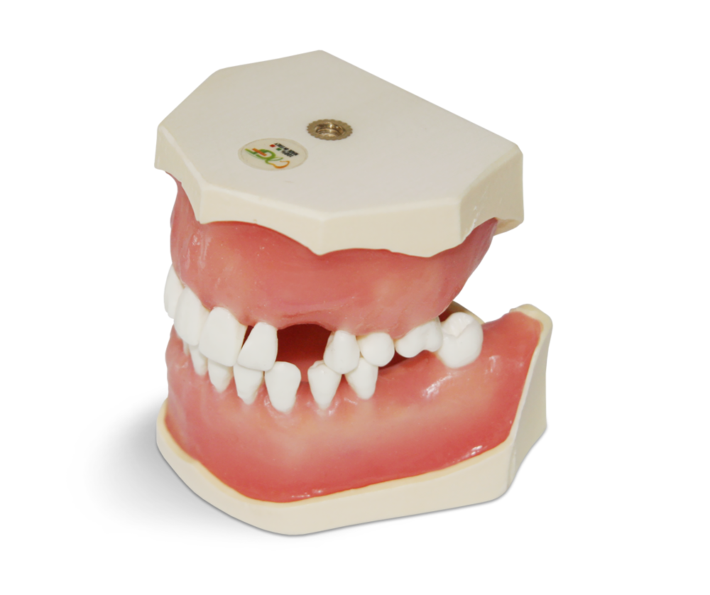 E04/ESTR – Übungsmodell für chirurgische Bohrungen und Extraktionen – GF Dental di Ficuciello Antonino, Gipszusätze, Stumpflacke und Gipslöser