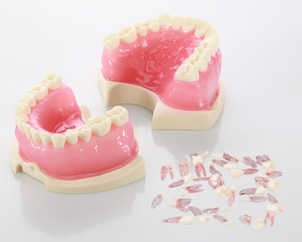 E08 – Semirigides endodontisches Modell mit Zahnfleisch – GF Dental di Ficuciello Antonino, Demomodelle