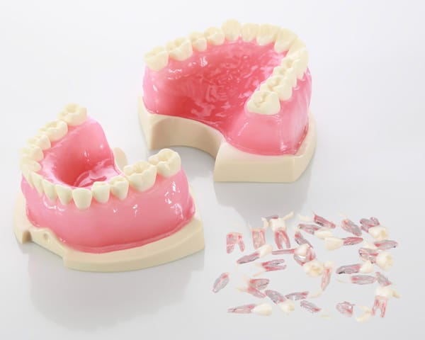 E08 – Semirigides endodontisches Modell mit Zahnfleisch