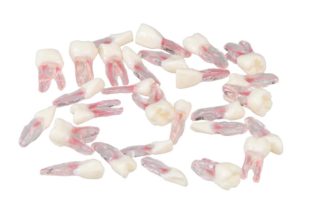 E08/TC - Dents de remplacement pour modèle E08 – GF Dental di Ficuciello Antonino, Demonstration Models