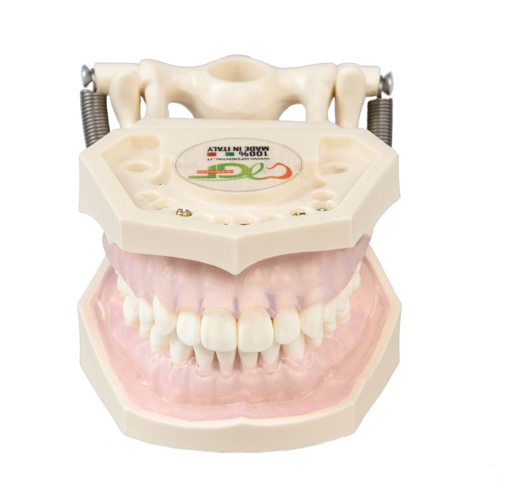 E11 – Übungsmodell für Dentalhygienikerinnen – GF Dental di Ficuciello Antonino, Wurzelbehandlung