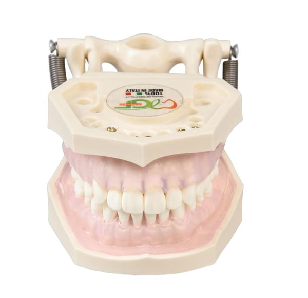 E11 – Übungsmodell für Dentalhygienikerinnen