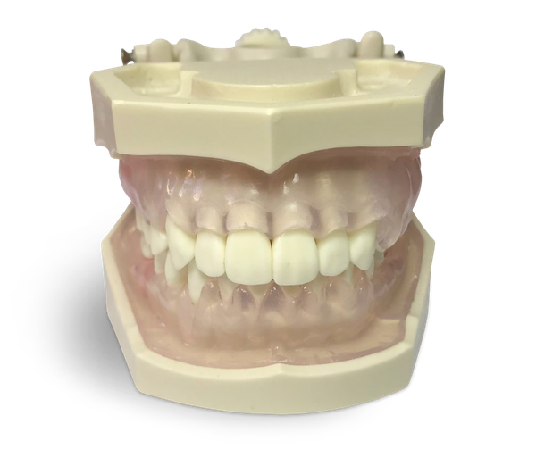 E11/GP – Übungsmodell für Dentalhygienikerinnen