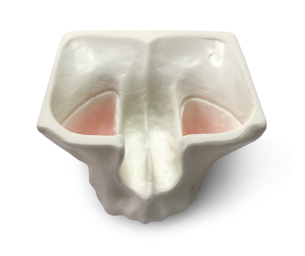 Modelli esercitazione mascella e mandibola – GF Dental di Ficuciello Antonino, Root Canal Treatment