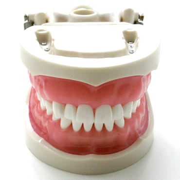 E24 - Modello 32 denti fissati a vite con occlusore e gengiva morbida