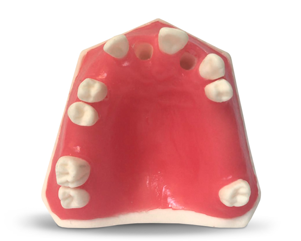 E37 - Modello di mascella in materiale sintetico – GF Dental di Ficuciello Antonino, Other Equipment & Technology