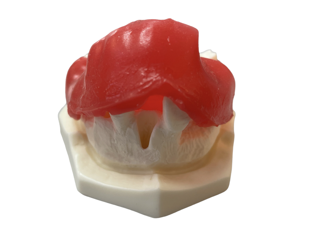 E37/G – Kiefermodell aus Kunststoff – GF Dental di Ficuciello Antonino, Geräte für die Oralchirurgie