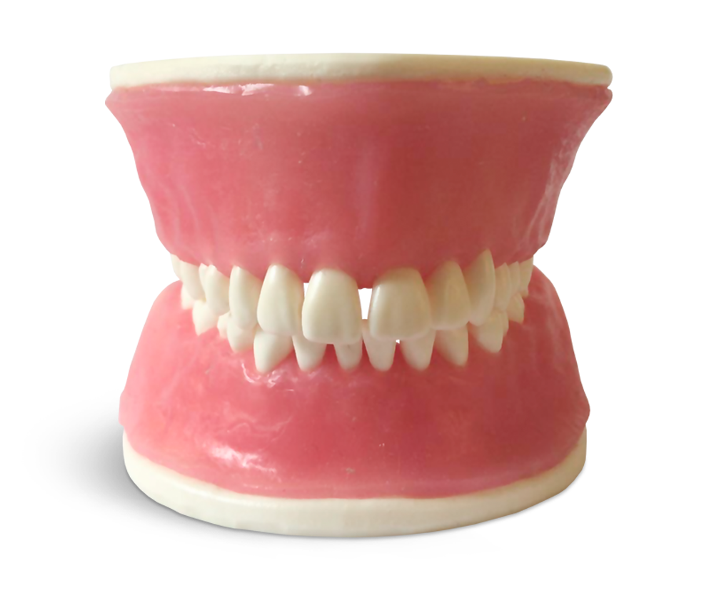 E38 – Parodontologisches Übungsmodell mit festsitzenden Zähnen und Nahtgingiva – GF Dental di Ficuciello Antonino, Demomodelle