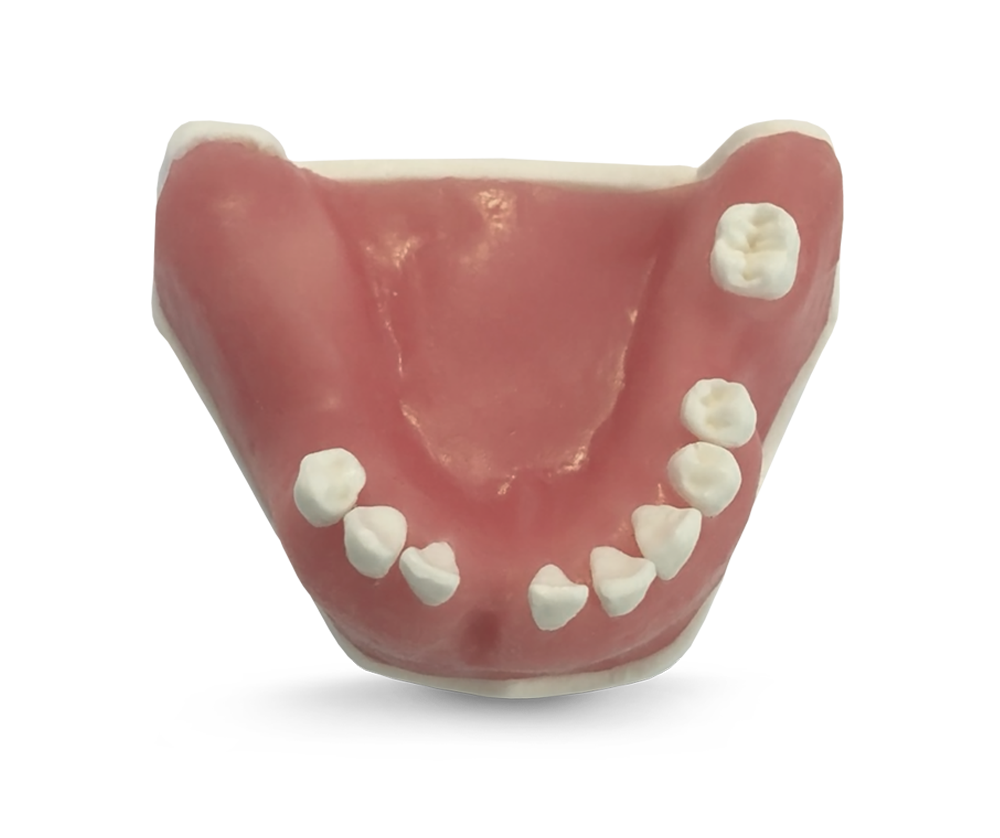 E39 – Unterkiefermodell aus Kunststoff – GF Dental di Ficuciello Antonino, Sonstige Laborgeräte