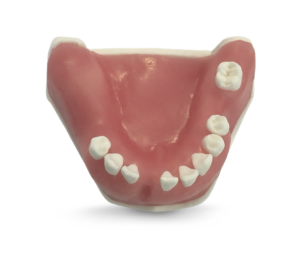 E39 - Modèle de mandibule en matériau synthétique