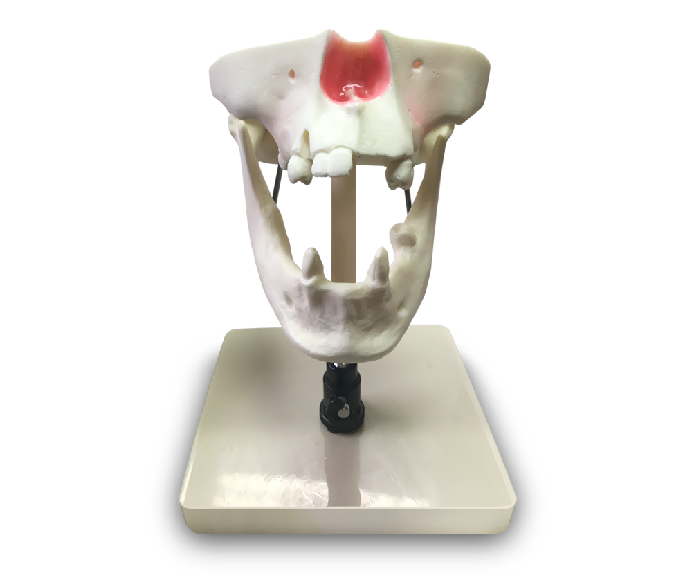 E50 – Anatomisches Modell von Ober- und Unterkieferknochen