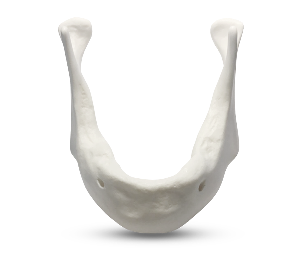 E81/L - Mandible Model in Synthetic Bone Material – GF Dental di Ficuciello Antonino, Other Endodontics