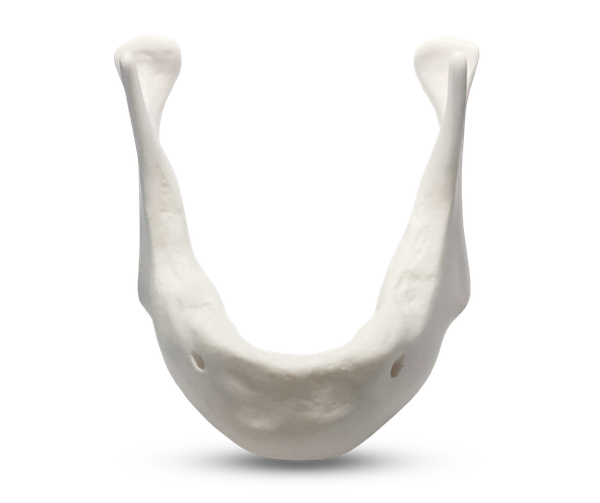 E81/L - Modèle de mandibule en matériau osseux synthétique