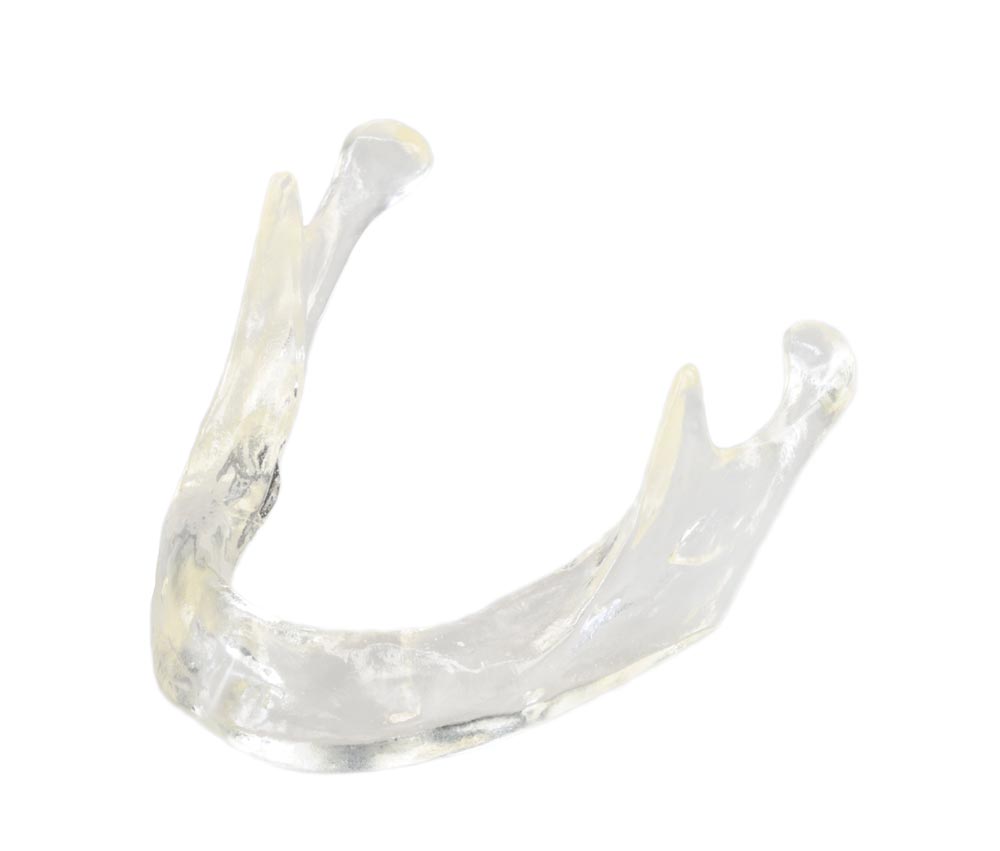 Transparent jaw model normal crest – GF Dental di Ficuciello Antonino, Diagnostikgeräte