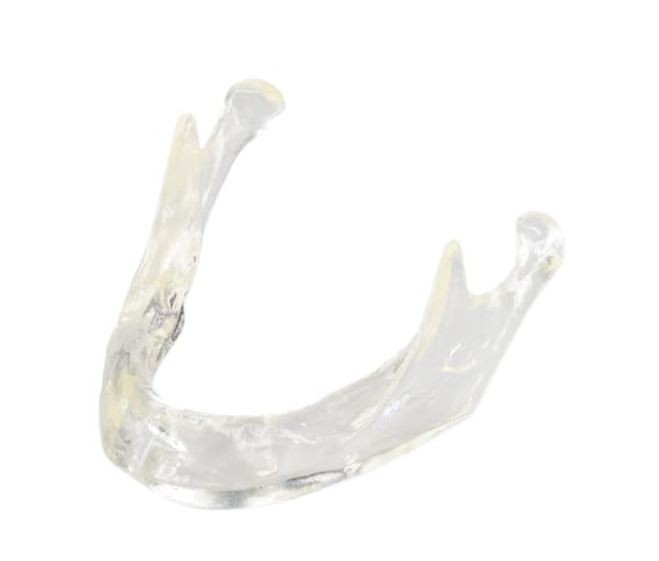 Transparent jaw model normal crest