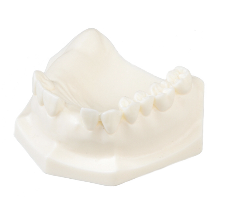 E85 - Jaw model in synthetic material – GF Dental di Ficuciello Antonino, Oral Surgery Equipment
