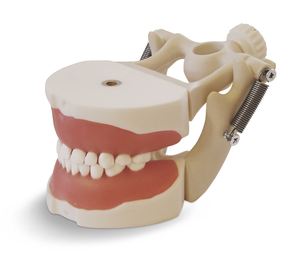 EK2 - Child model with hard resin teeth for extraction practice – GF Dental di Ficuciello Antonino, Other Equipment & Technology