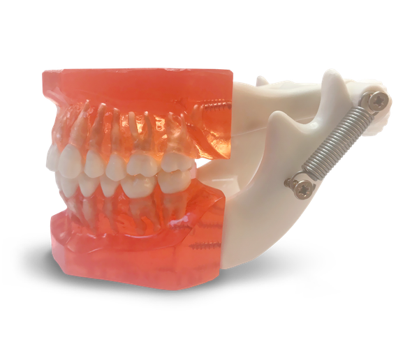 ETR1 - Model for practice of mini orthodontic implants